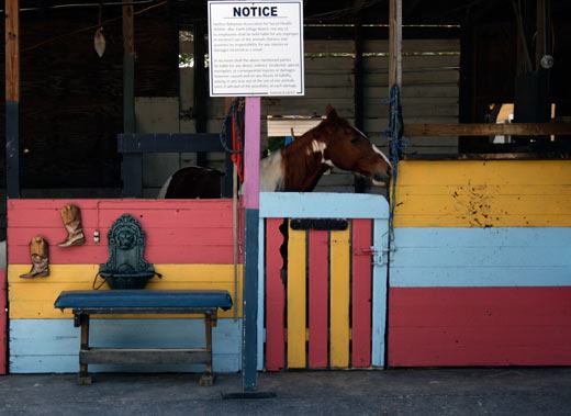 horse in Bahamas