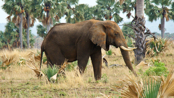Meeting elephants on a game safari in Uganda I @SatuVW I Destination Unknown