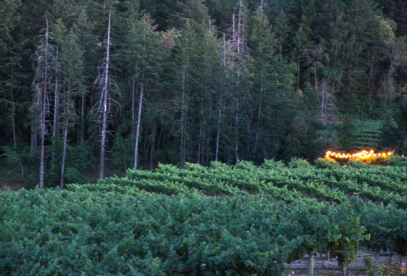 Schweiger Winery lights in the vineyard 