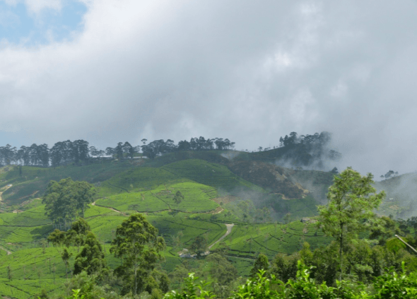 Tea plantations in Sri Lanka Hill Country