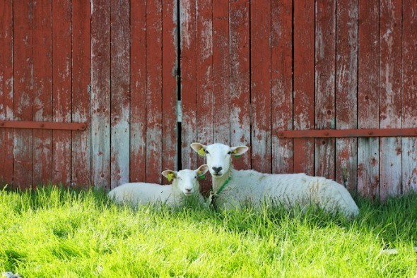 Norwegian sheep I @SatuVW I Destination Unknown