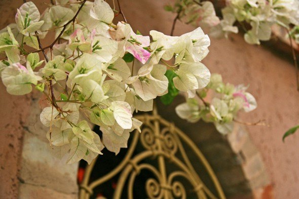 flowers-in-morocco