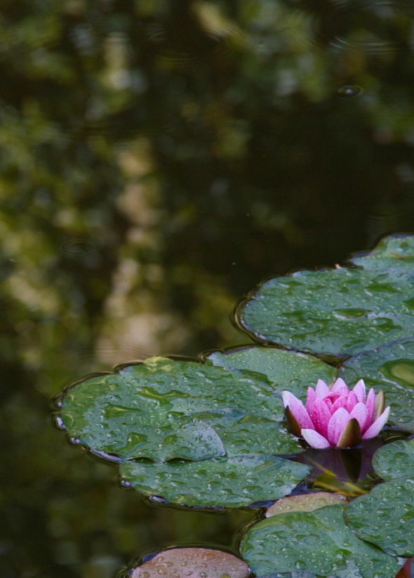  floating flower of water lily | photo by Katja Presnal @skimbaco