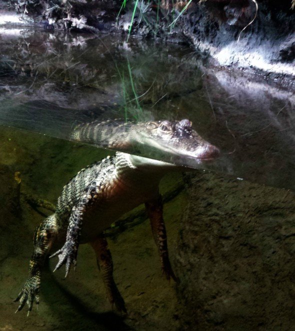 alligator at NC Aquarium at Pine Knoll Shores 