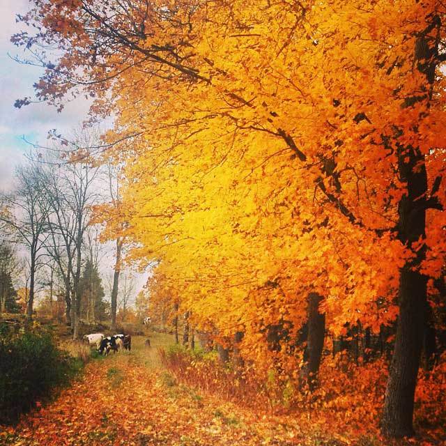 Enjoy fall colors
