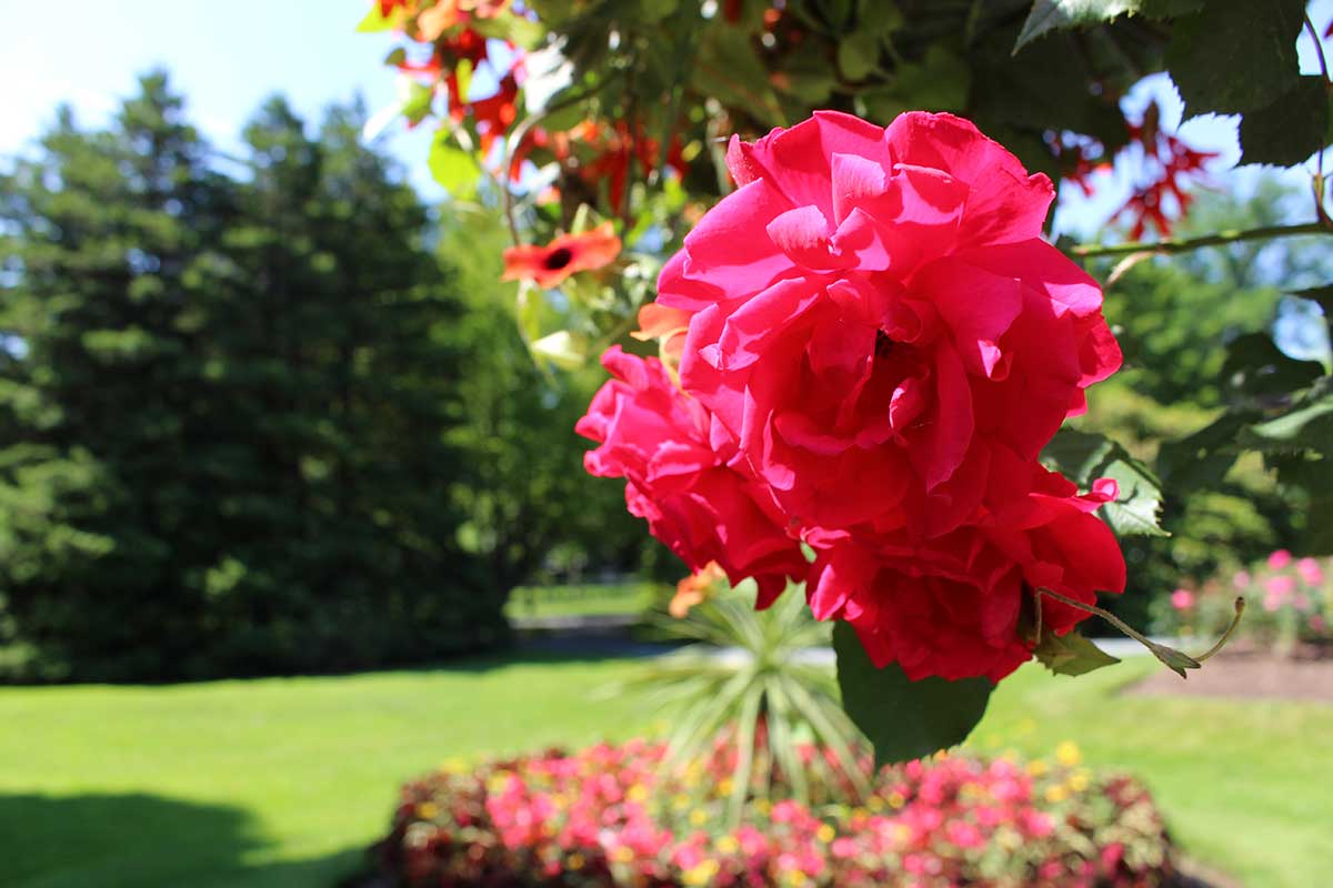 halifax-public-gardens-rose